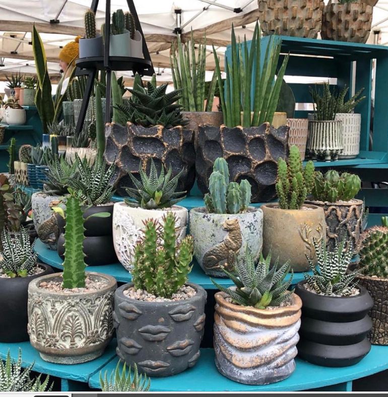 image of different types of cacti in different styled pots, laid out on a table in three layers.